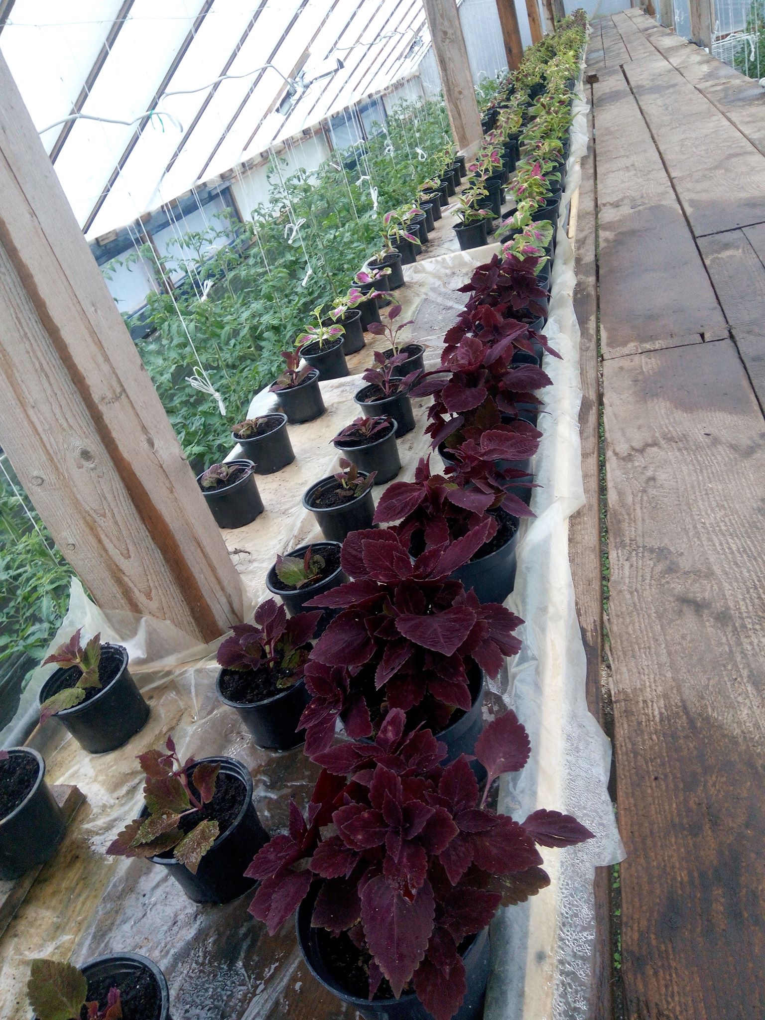 Бучацькі справи