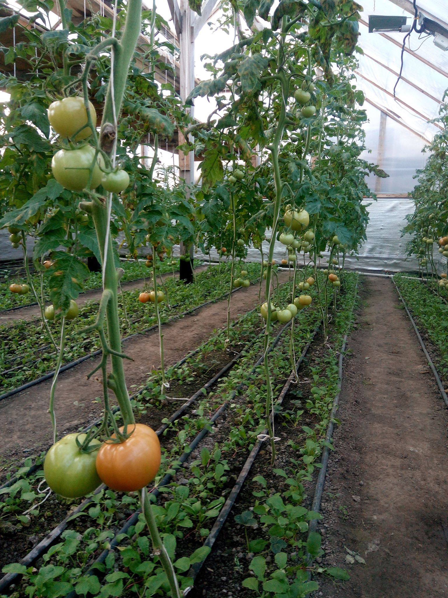 Бучацькі справи