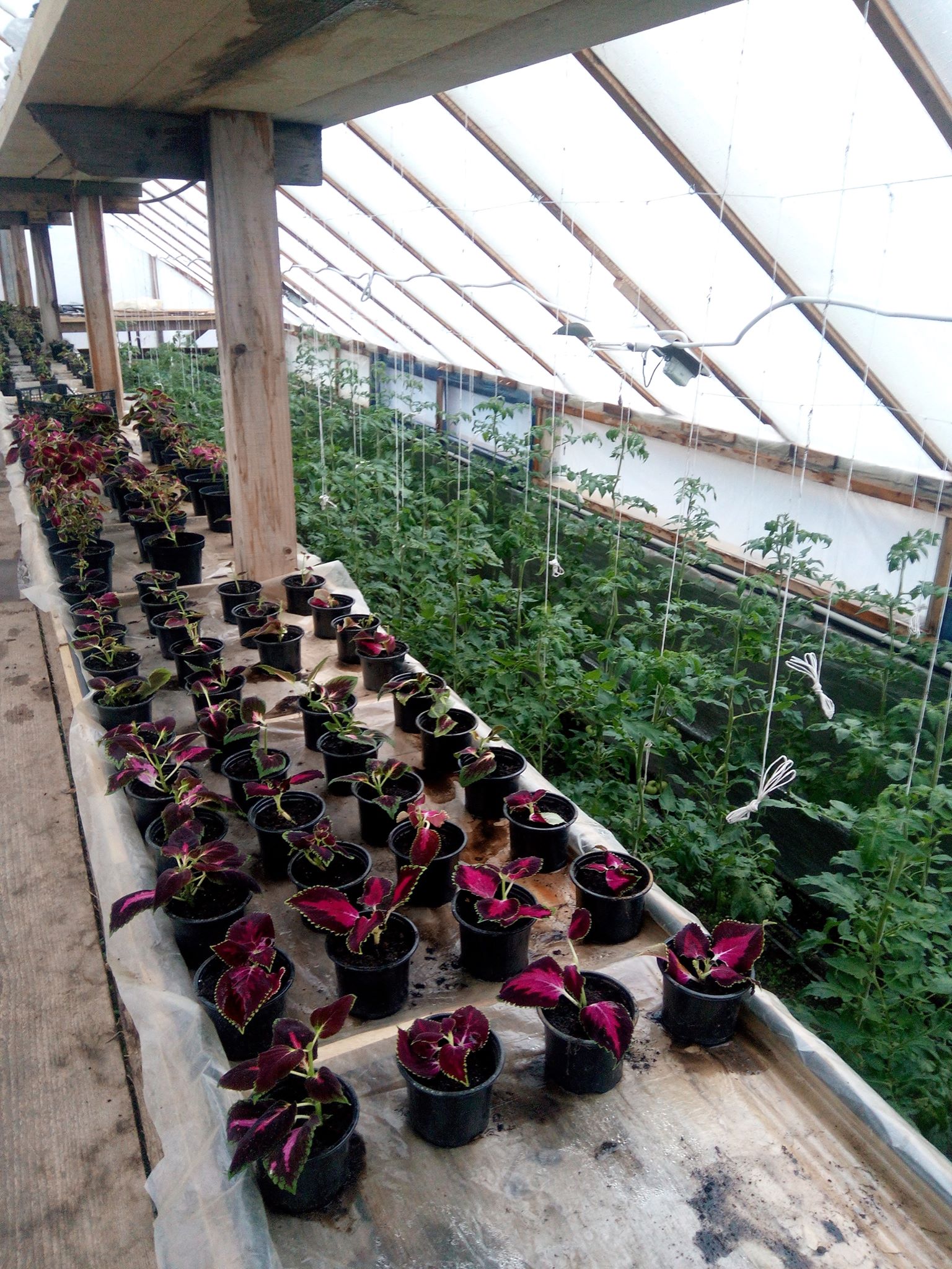 Бучацькі справи