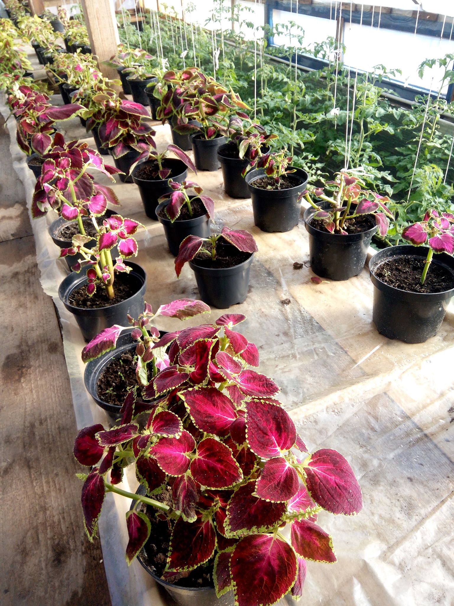 Бучацькі справи