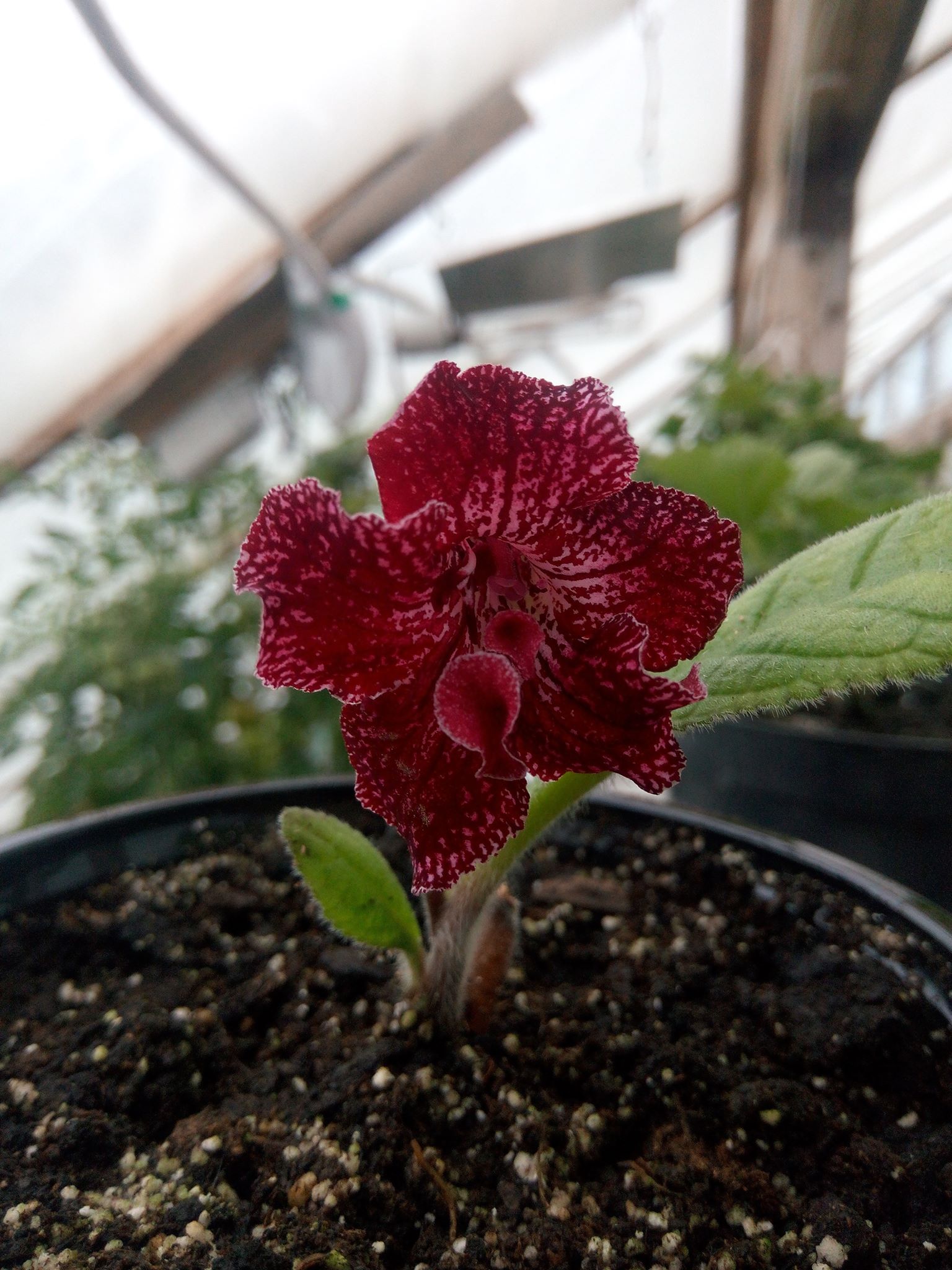 Бучацькі справи