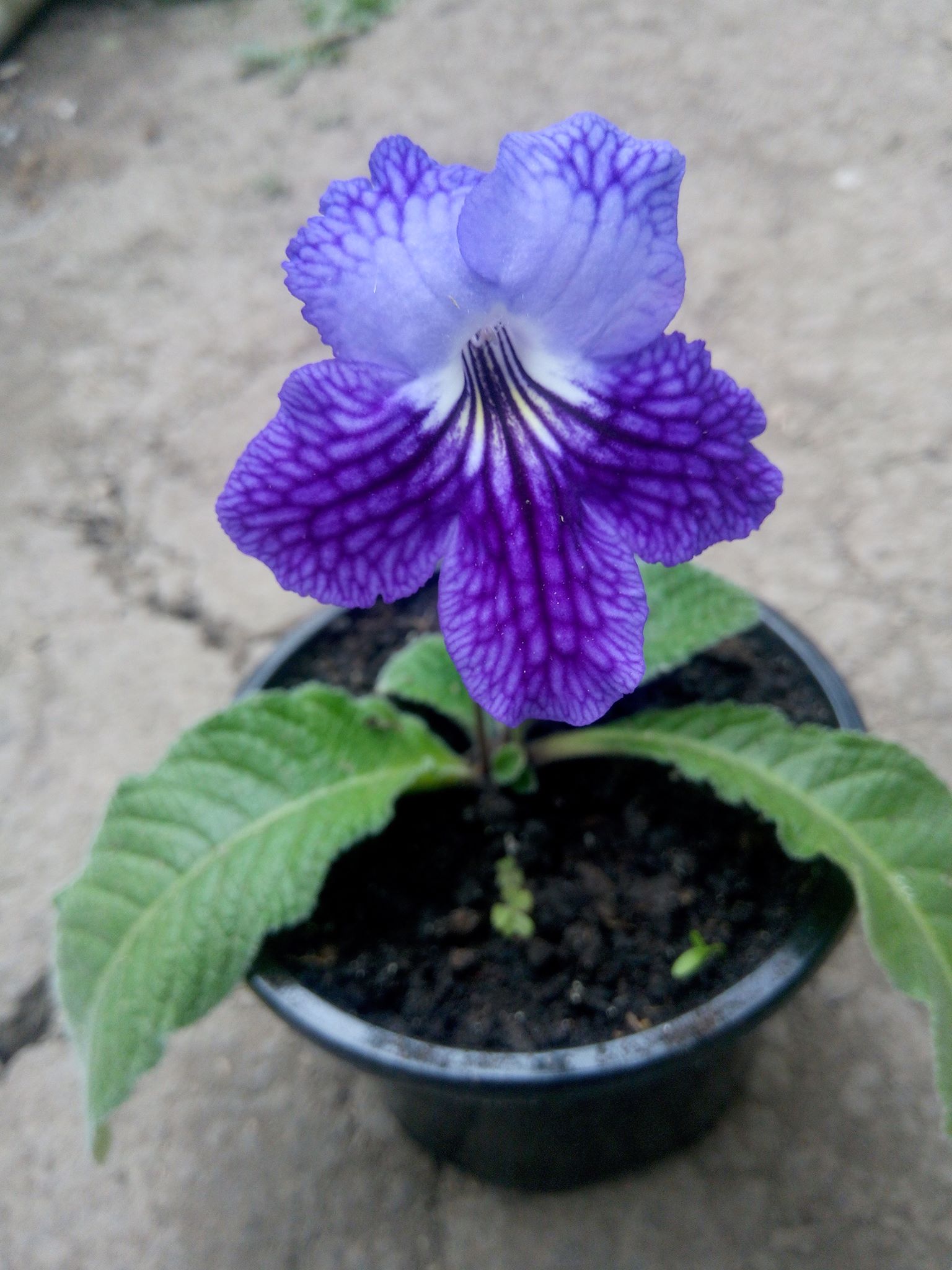 Бучацькі справи