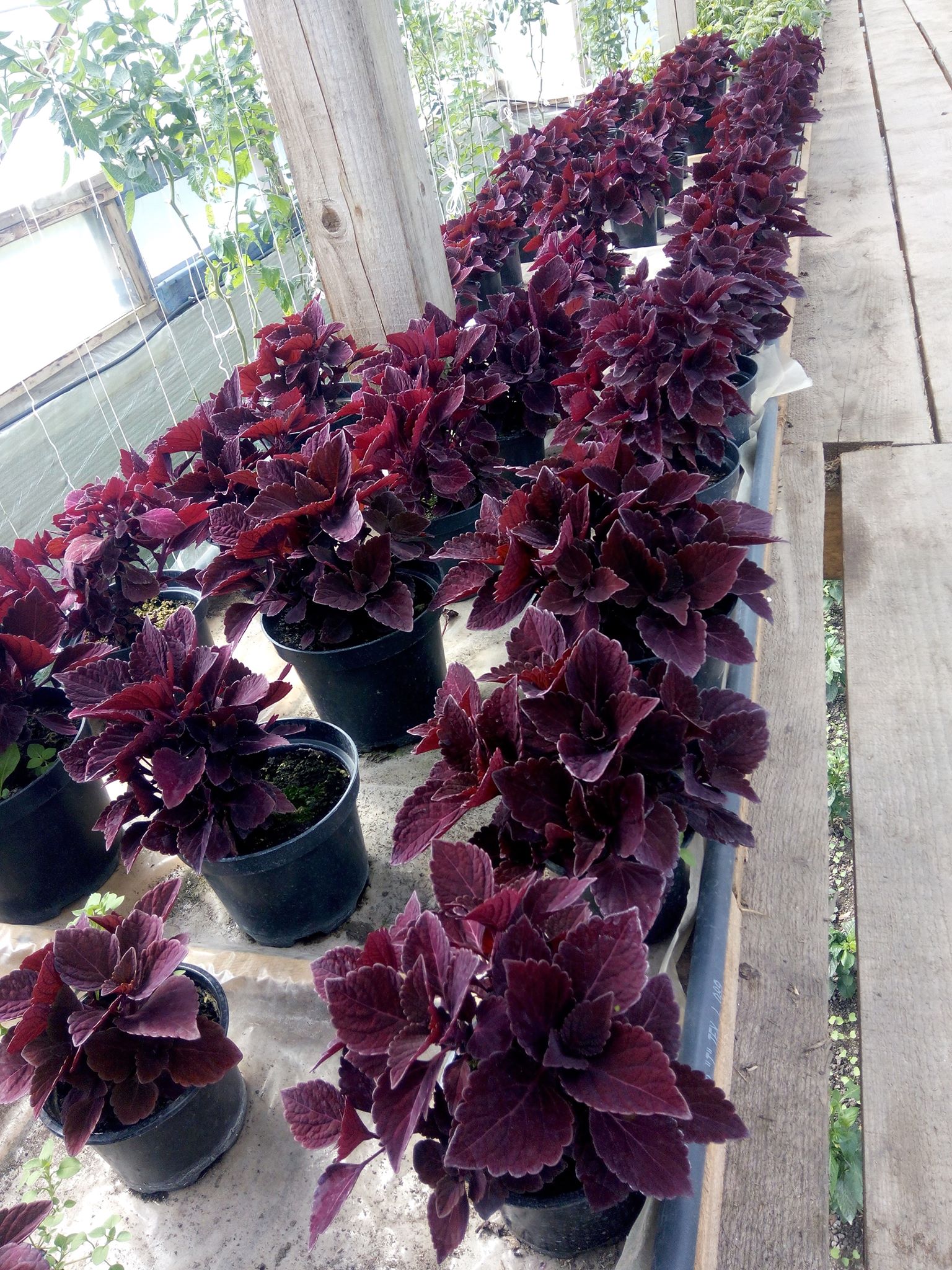 Бучацькі справи