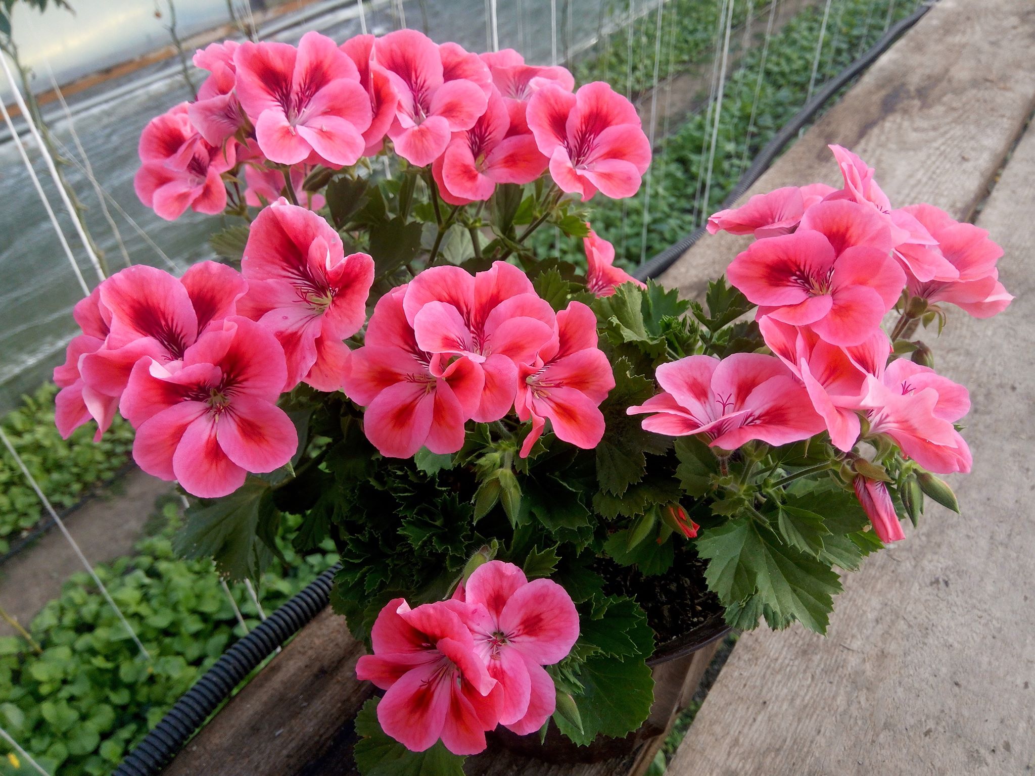 Бучацькі справи