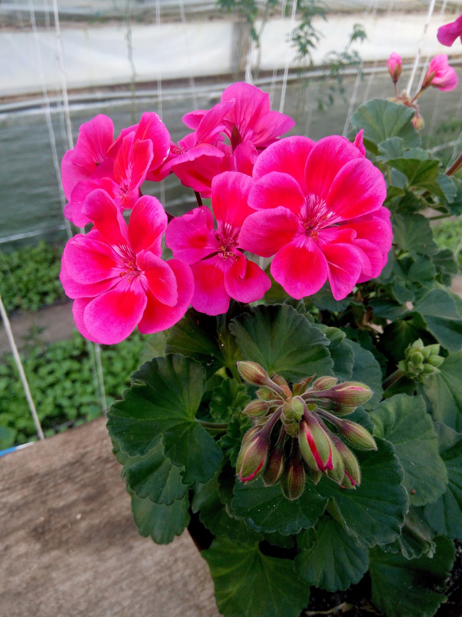 Бучацькі справи