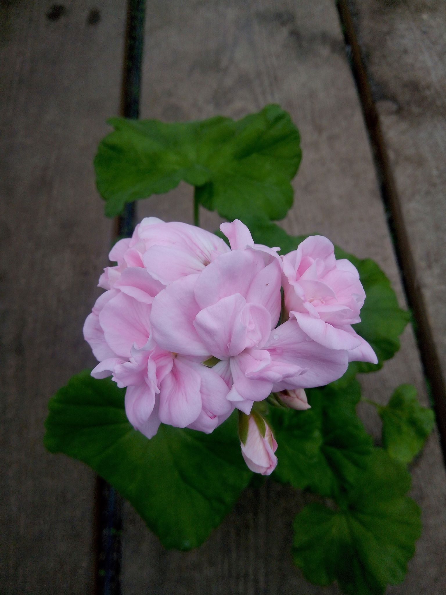 Бучацькі справи