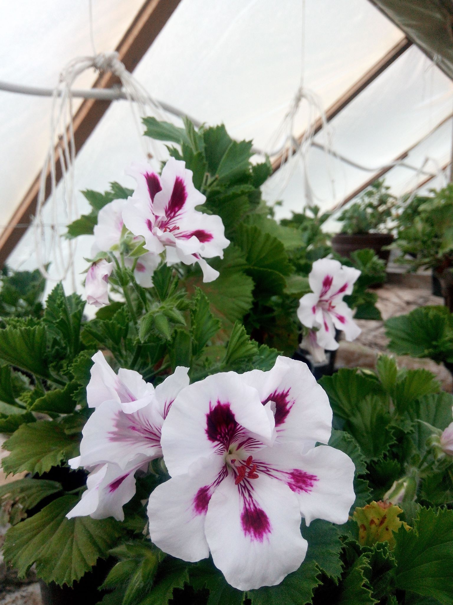 Бучацькі справи