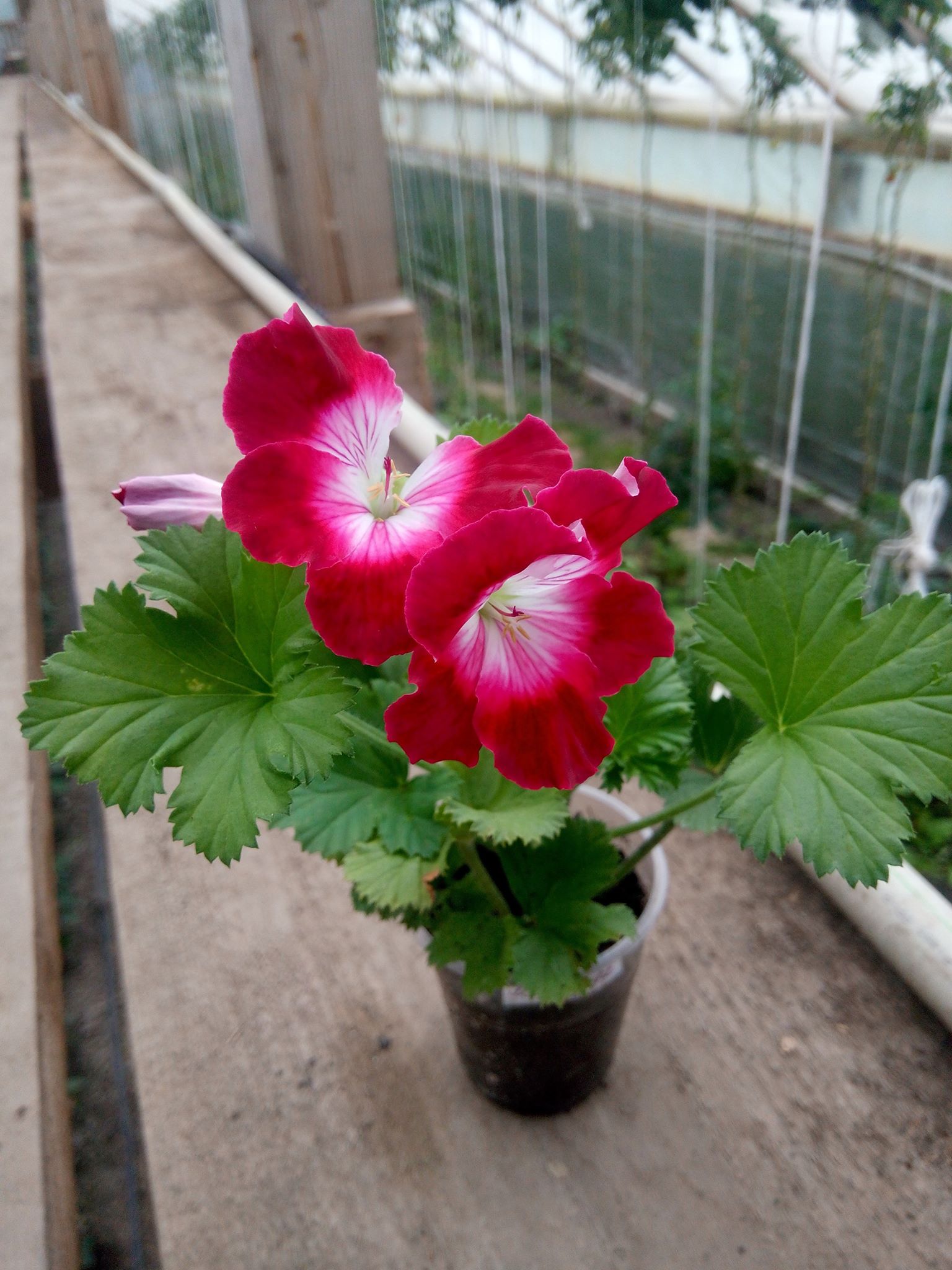 Бучацькі справи