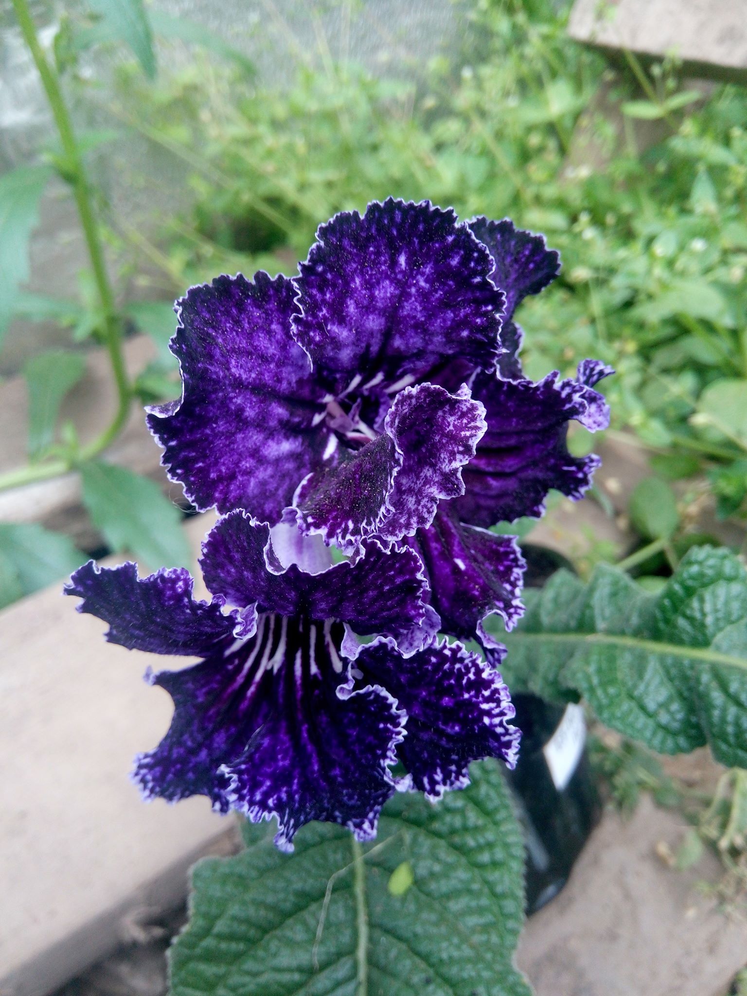 Бучацькі справи