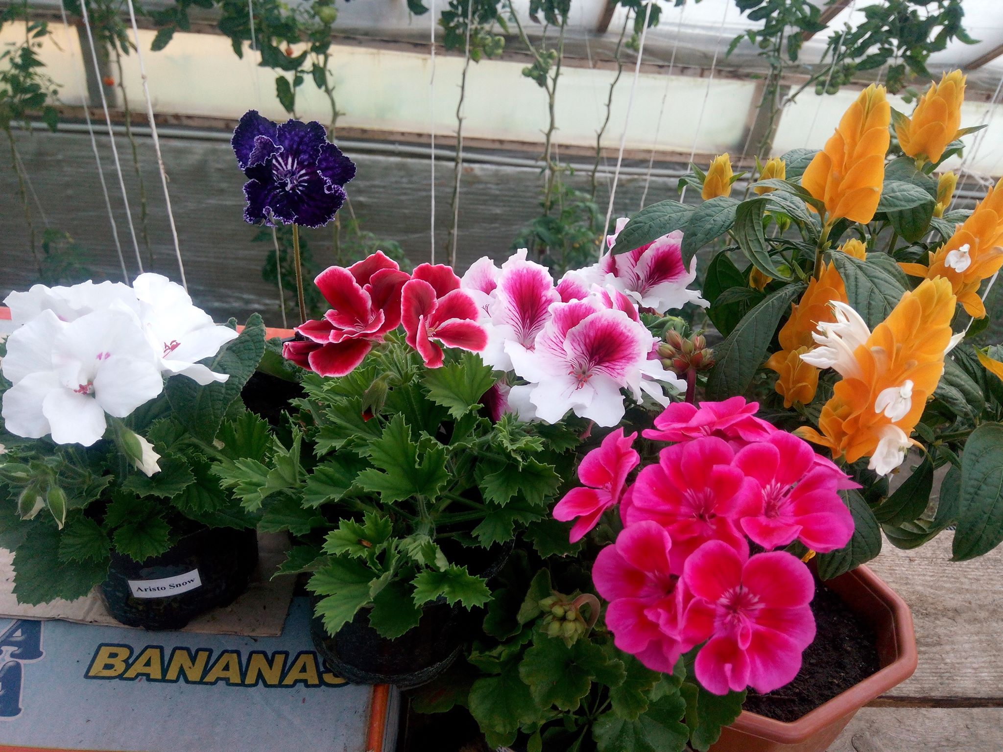 Бучацькі справи