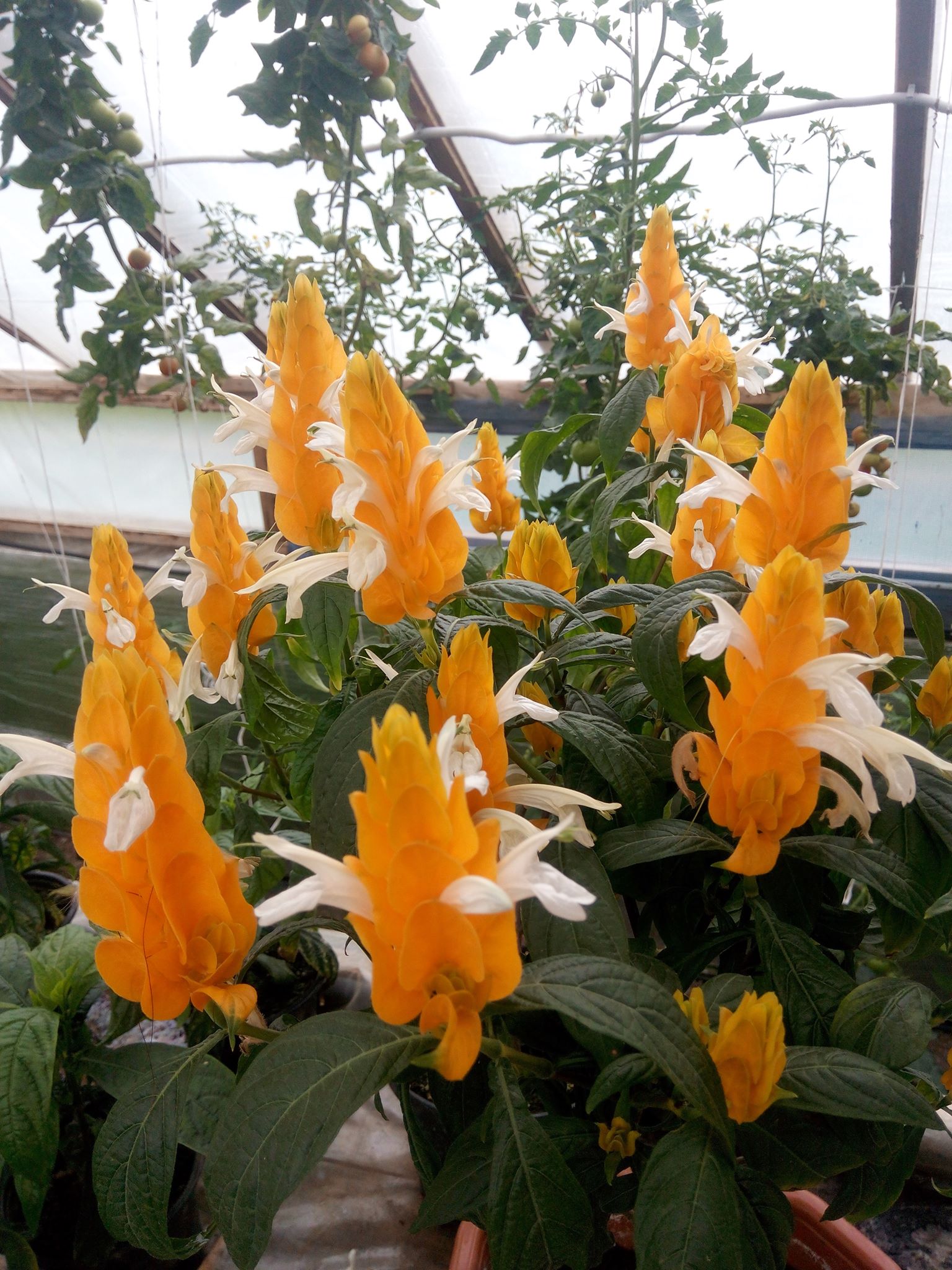 Бучацькі справи