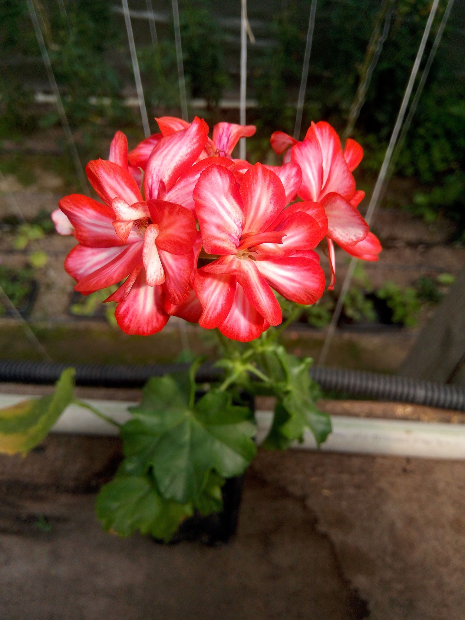 Бучацькі справи