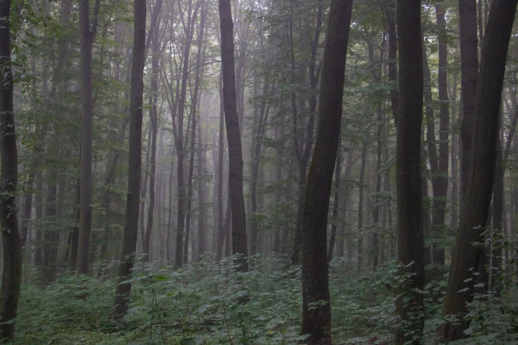 Ліс біля с. Жизномир