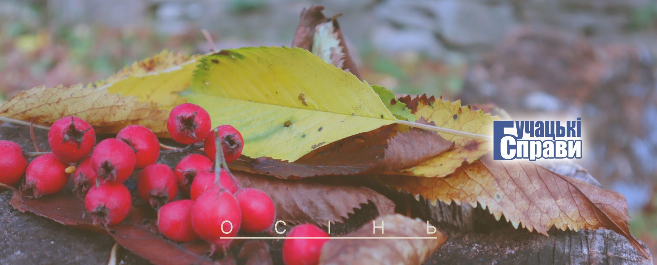 Бучацькі справи